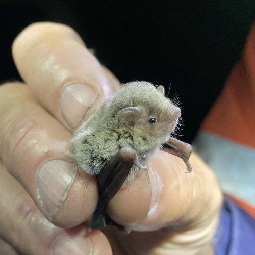 Carousel post from ecology_australia.