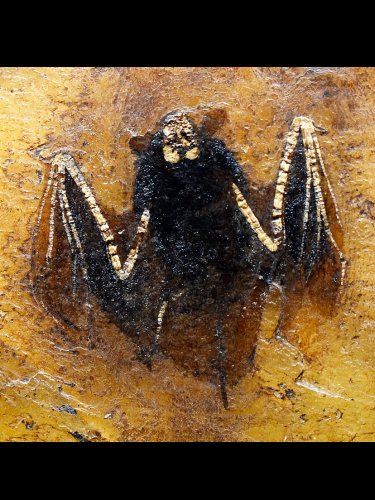 Carousel post from palaeo_scene.