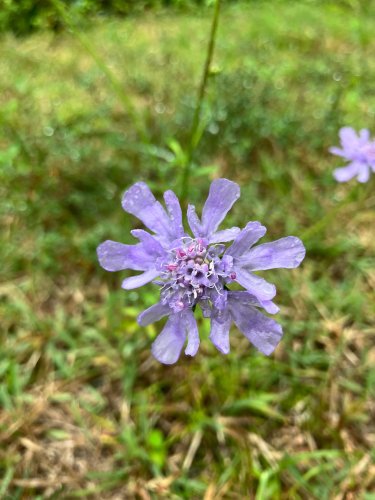 Carousel post from masumizutenkuu.