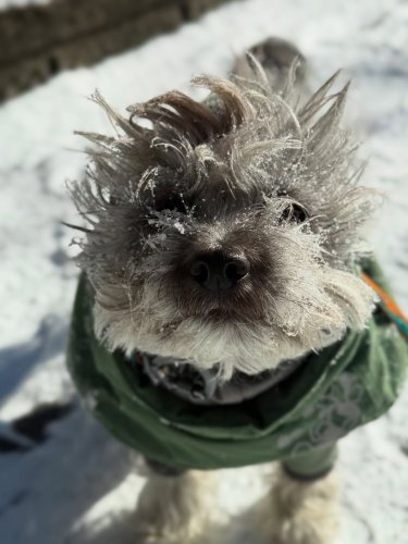 Carousel post from notcarrot.butlotusroot.