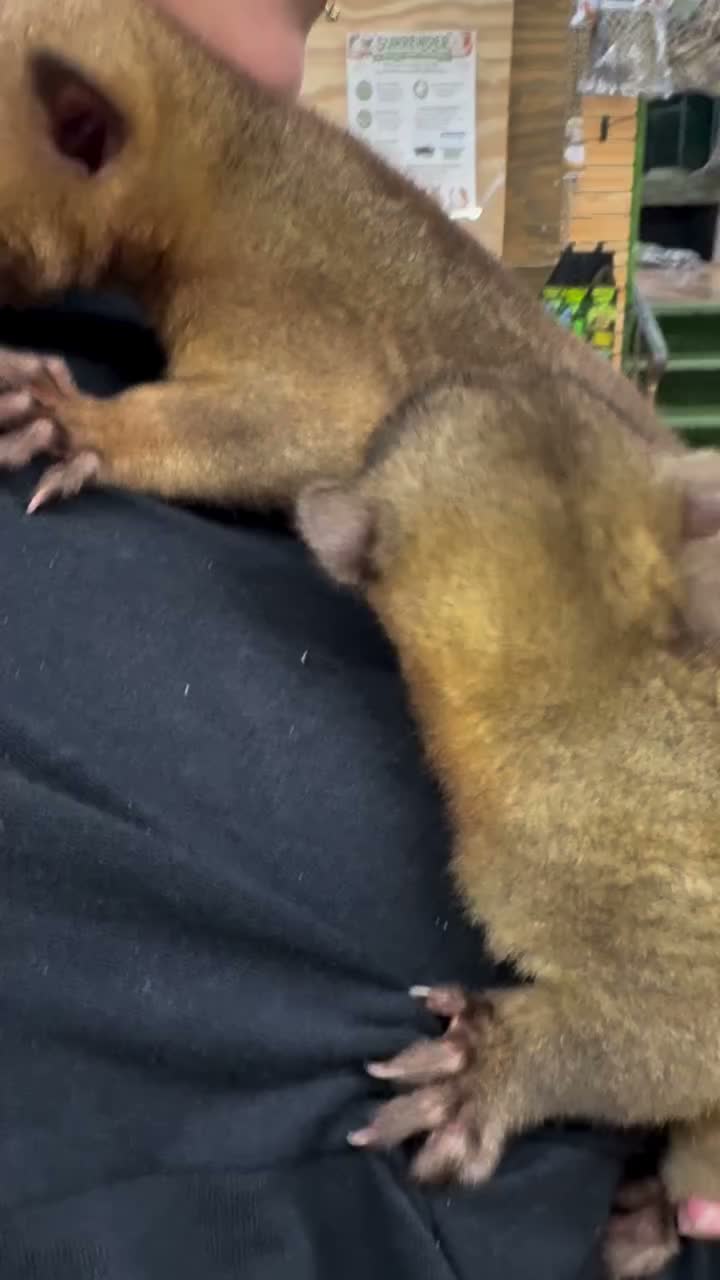 Video post from njexoticpets.