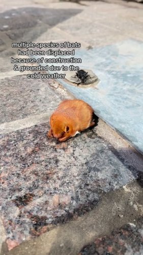 Video post from wildcareoklahoma.