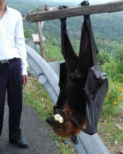 Photo post from hombremurcielagodemexico.