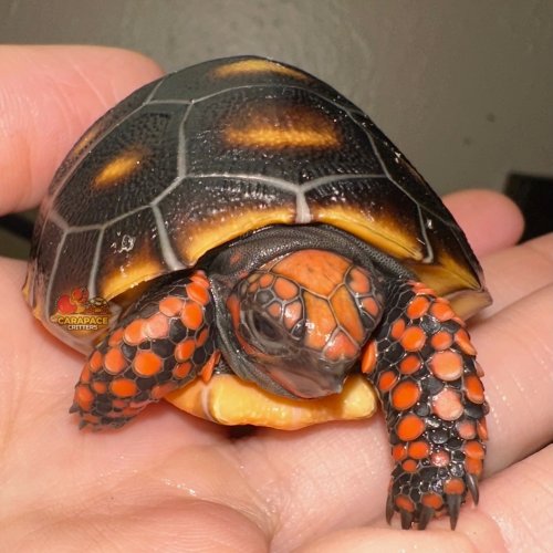 Photo post from carapacecritters.