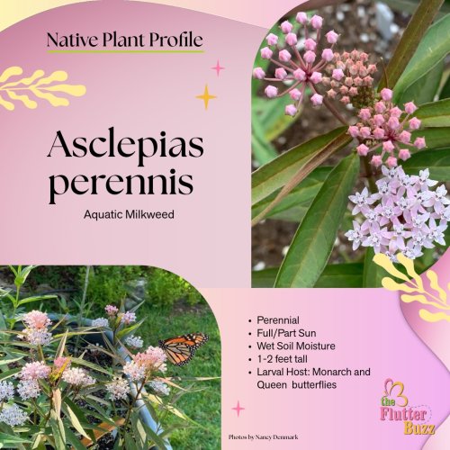 Photo post from theflutterbuzz.