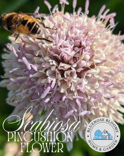 Photo post from bluenoseblooms.