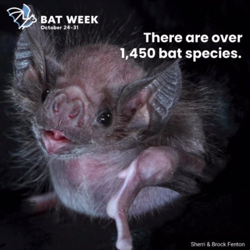 Video post from forthebirdsofacadiana.