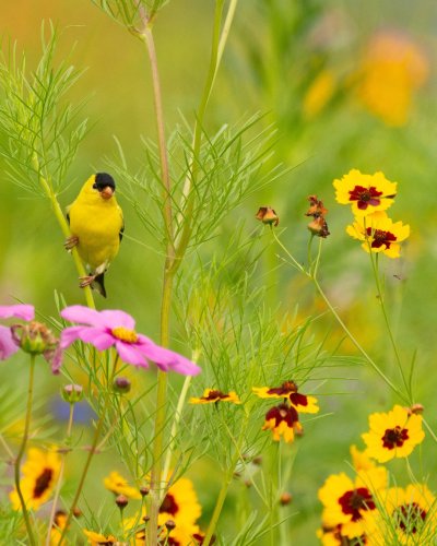 Carousel post from americanmeadows.