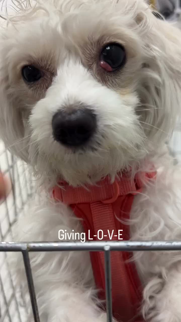 Video post from familyanimalhospitalcm.