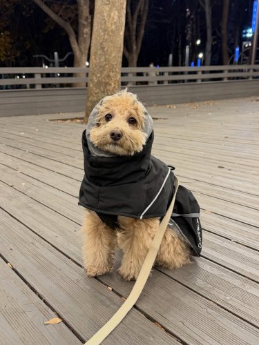 Carousel post from dog__moongchi.