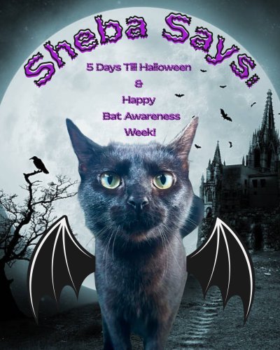 Photo post from pawsatthemall.