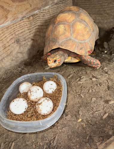 Photo post from carapacecritters.