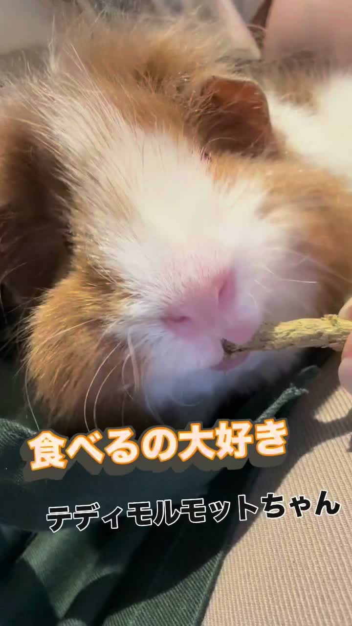 ペット の 専門 店 コジマ 竹ノ塚 店