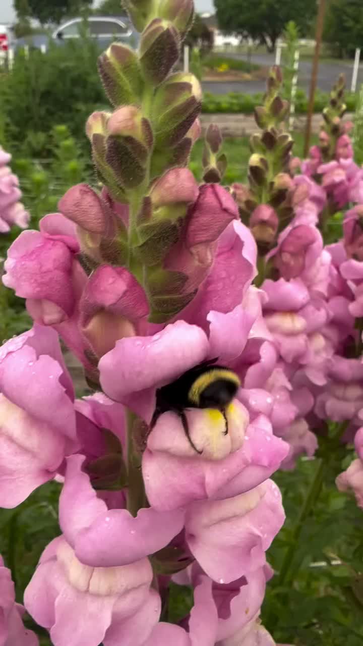 Video post from killdeer_farms.