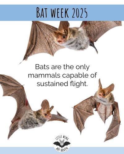 Photo post from littlewingbathaven.