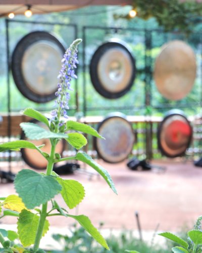 Carousel post from currumbinvalleyharvest.
