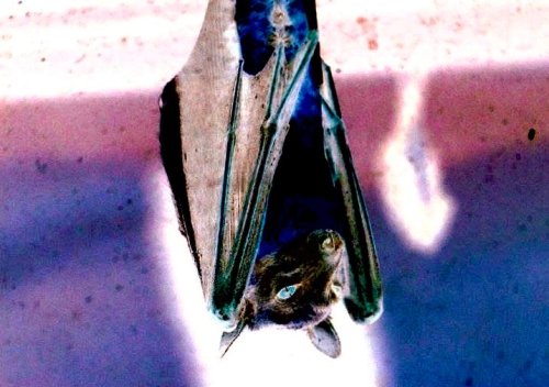 Photo post from twinkletwinklebabybat.