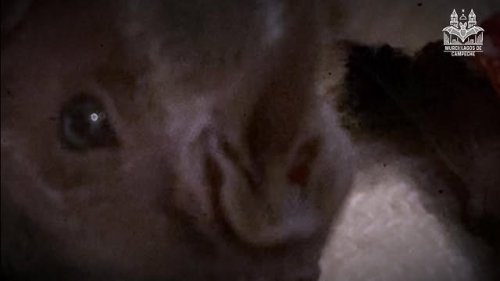 Video post from murcisemana_oficial.