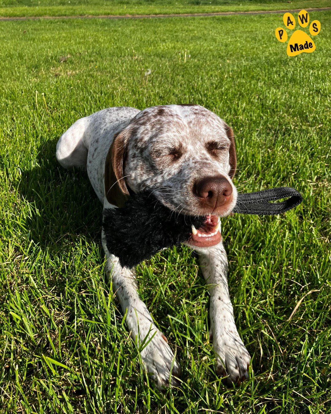 Photo post from pawstrading.