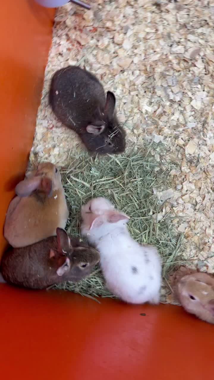 Video post from njexoticpets.