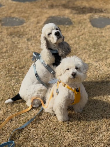 Carousel post from dang_mart.