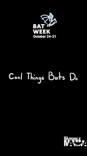 Video post from theinvisiblemammal.