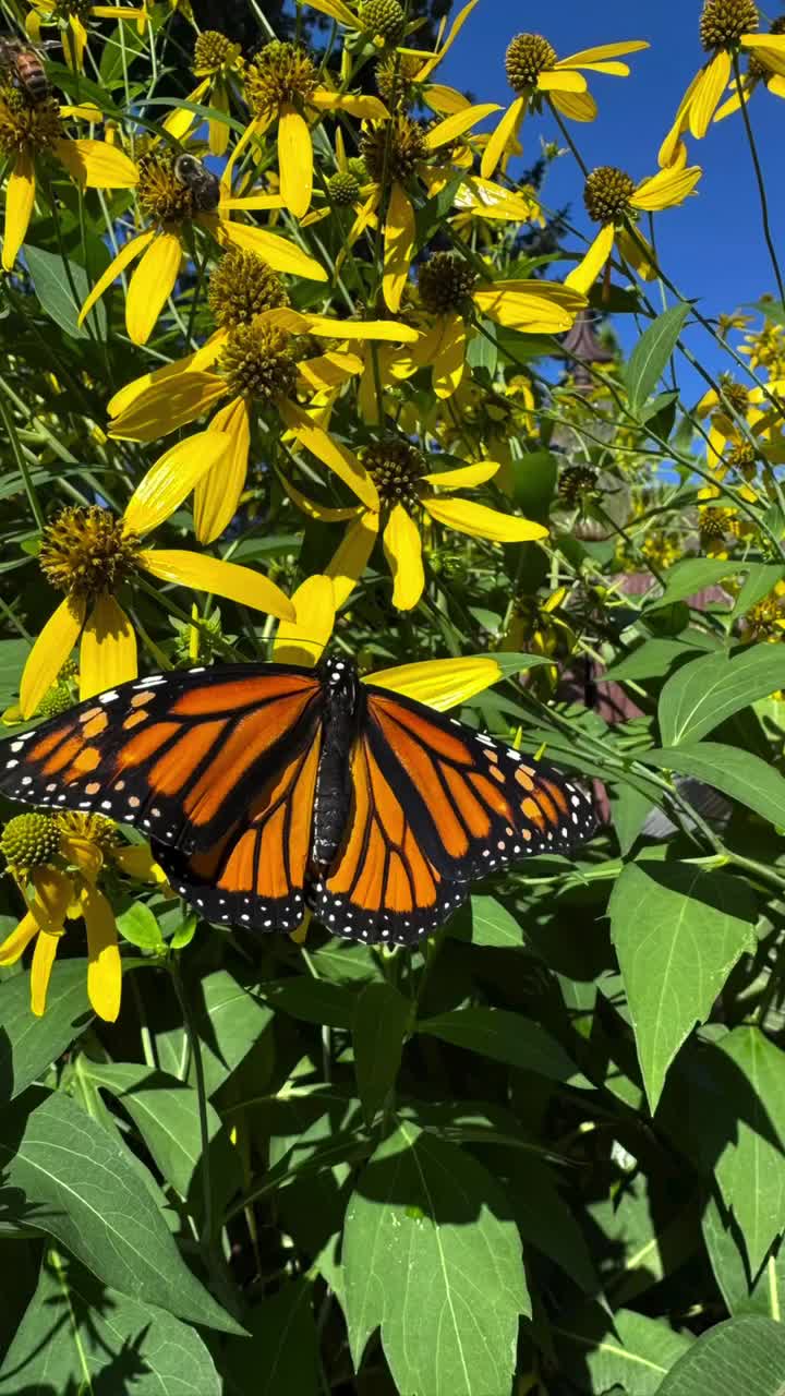 Video post from franklinpollinator.