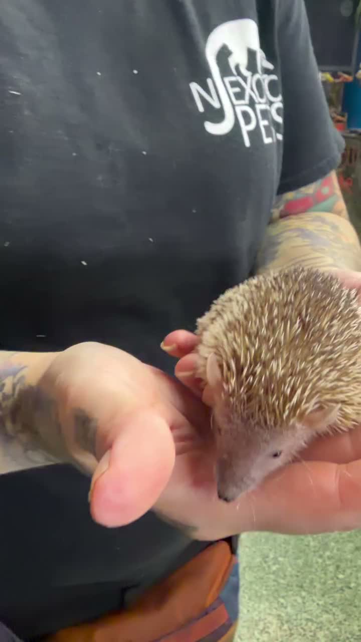 Video post from njexoticpets.