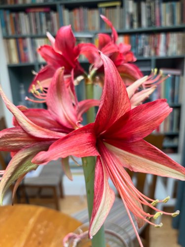 Photo post from gardenhousebrighton.