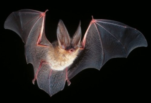 Photo post from corvidae.environmental.