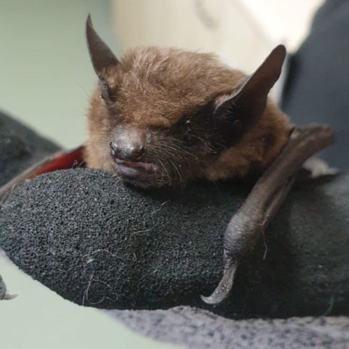 Photo post from valewildlifehospital.