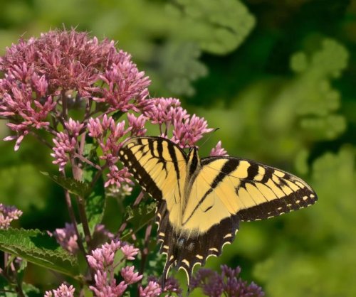 Carousel post from camaspollinatorsupply.