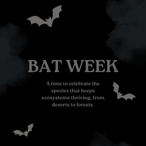 Photo post from battyforbatts.