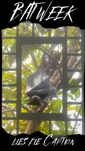 Video post from domi.caella_schreibt.