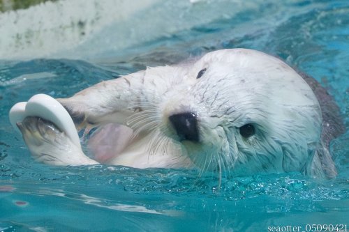 Photo post from seaotter_05090421.