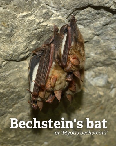 Photo post from northwildlife.