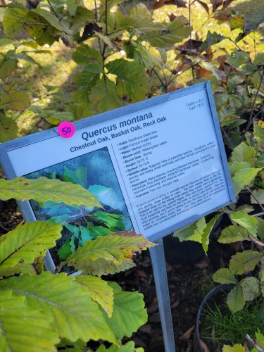 Carousel post from nemophily_nativeplants.