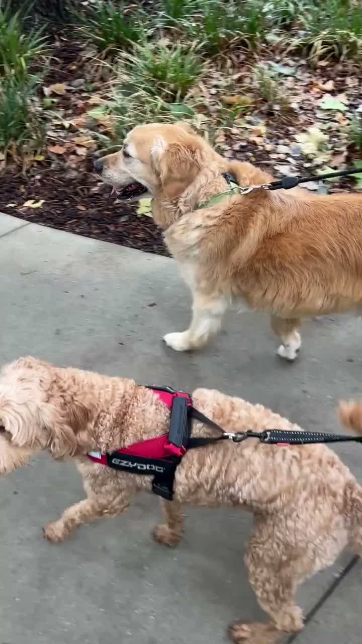 Video post from alburycity.