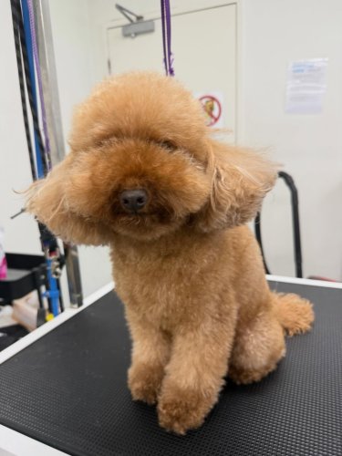 Carousel post from k9playtimedoggydaycare.