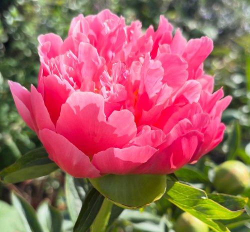 Photo post from gardenhousebrighton.