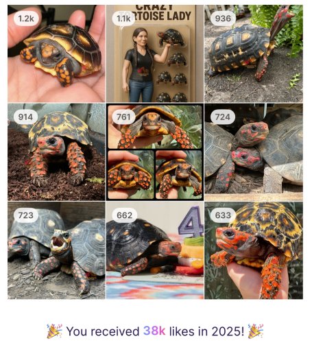 Photo post from carapacecritters.