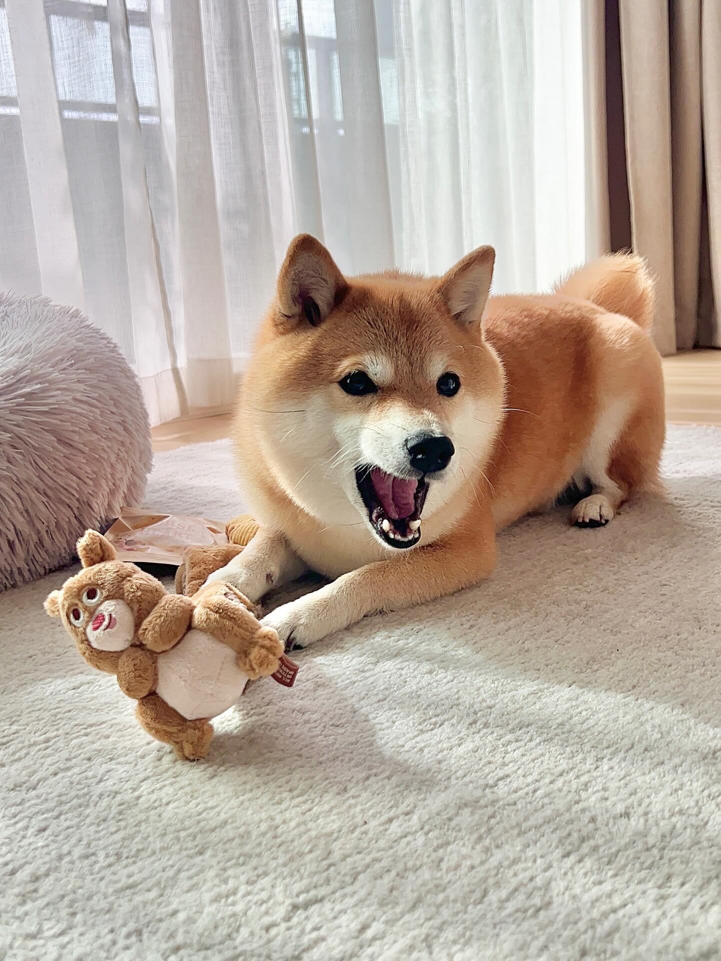 * vintage dogl ❀ きょとんとしたお顔が 可愛い ワンちゃん Doggy Box | ワンちゃんのためのワクワク定期便(202511mm)