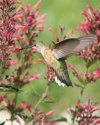 Carousel post from hcgplants.