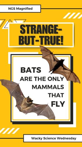 Video post from ngsmagnified.