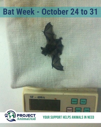 Photo post from projectanimalaid.