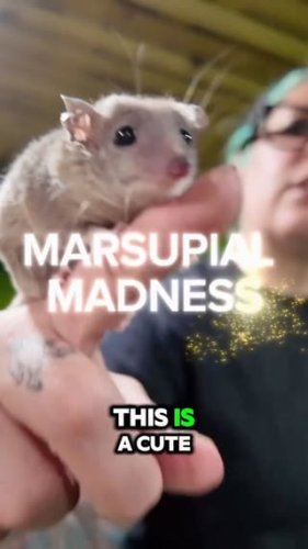 Video post from njexoticpets.