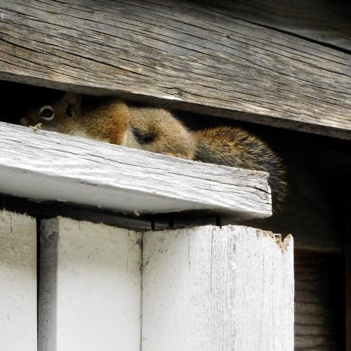 Carousel post from oneyardatatimeyyc.