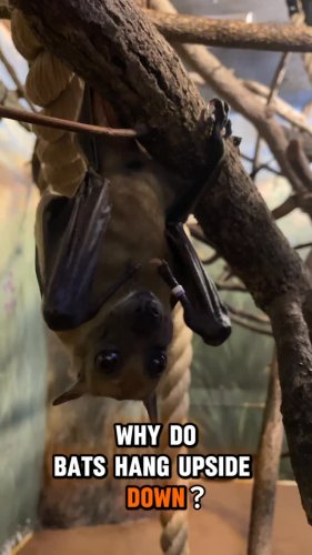 Video post from mr.untamedd.