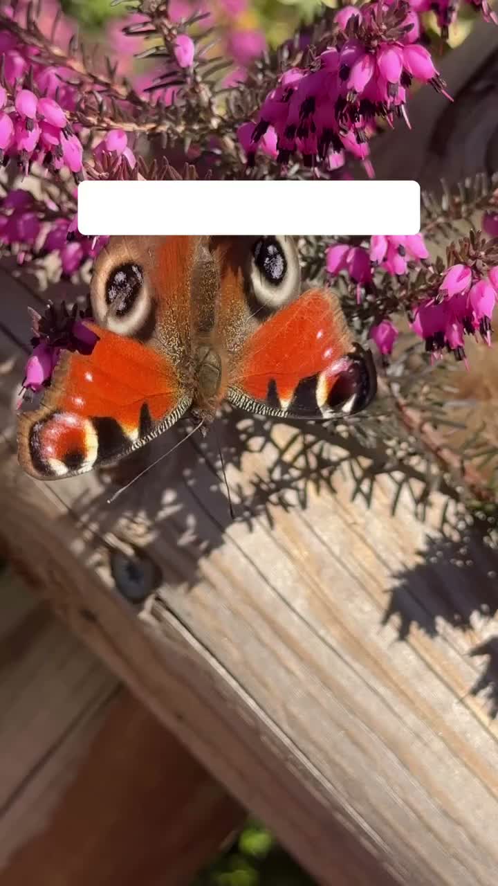 Video post from veggies_and_butterflies.
