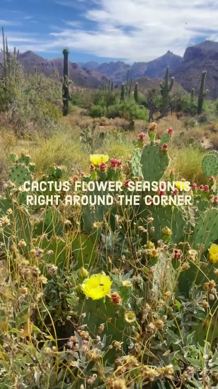 Video post from visittucson.